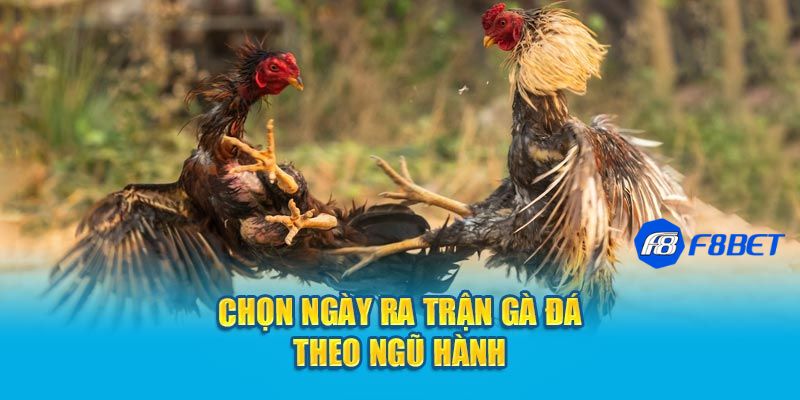 Ngày gà đá và tầm quan trọng của nó