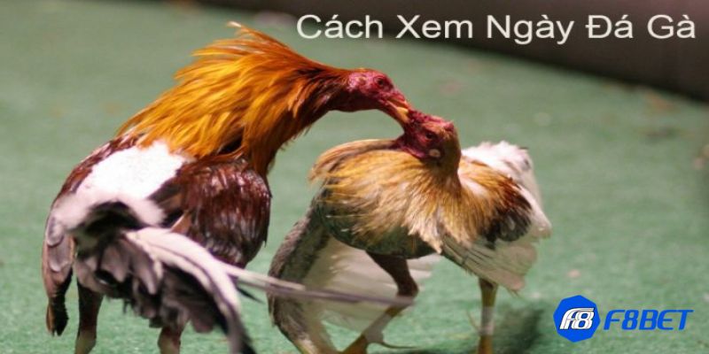Bí kíp xem ngày gà đá: Phương pháp tính toán và áp dụng hiệu quả