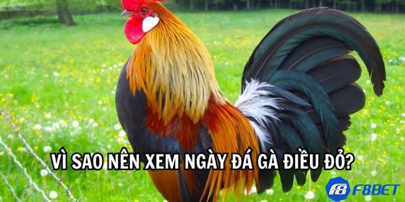 Những nguyên tắc và quy luật quan trọng trong bí kíp xem ngày gà đá