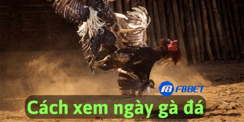 bí kíp xem ngày gà đá