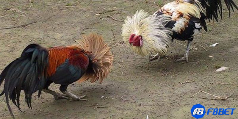 bí quyết nuôi gà đá Bí quyết nuôi gà đá: Cách chọn gà đá hiệu quả