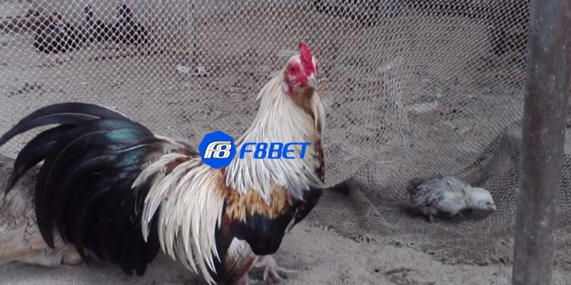 bí quyết nuôi gà đá Tổng hợp những nguyên tắc vàng trong bí quyết nuôi gà đá