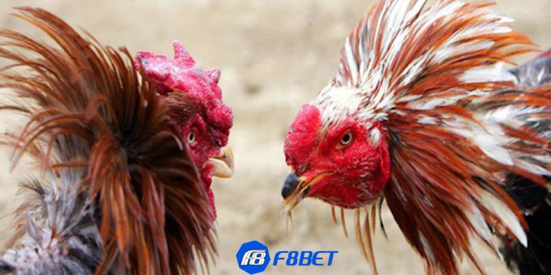 bí quyết nuôi gà đá Huấn luyện gà hiệu quả