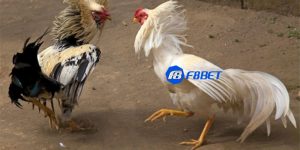 bí quyết nuôi gà đá