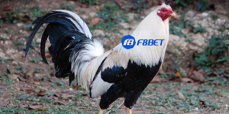 các giống gà tre đá Đá gà tre và tiêu chí chọn chiến kê dũng mãnh nhất