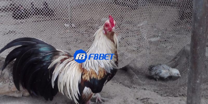 các giống gà tre đá Tại sao các giống gà tre đá được yêu thích?