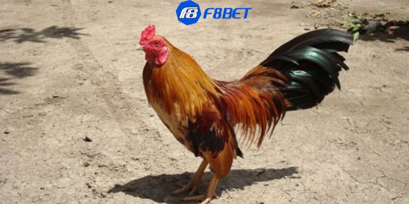 các giống gà tre đá Điểm mặt các giống gà tre đá hay nhất hiện nay bạn nên biết