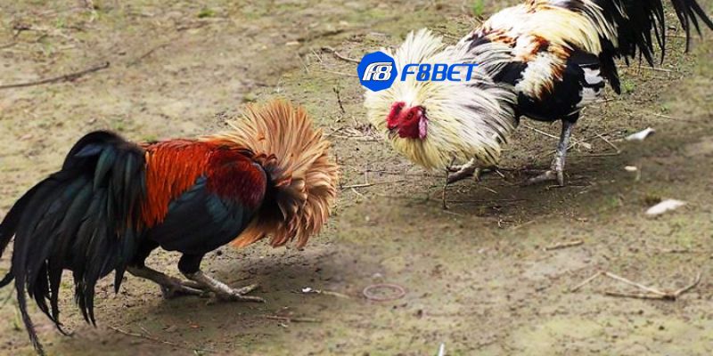 các giống gà tre đá