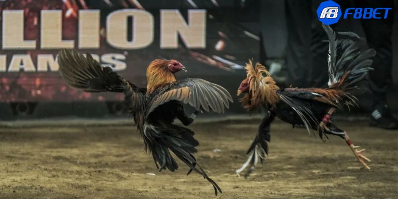 casino đá gà c1 Casino đá gà C1: Đỉnh cao trận đấu gà