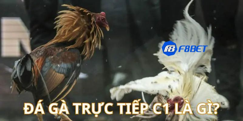 casino đá gà c1