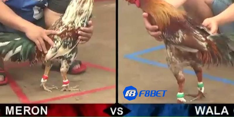 coi đá gà tre mỹ Gà đá Mỹ: Những điểm đặc biệt cần biết