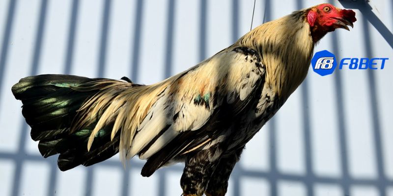 coi đá gà tre mỹ Kinh nghiệm coi đá gà tre mỹ và cách chọn giống gà