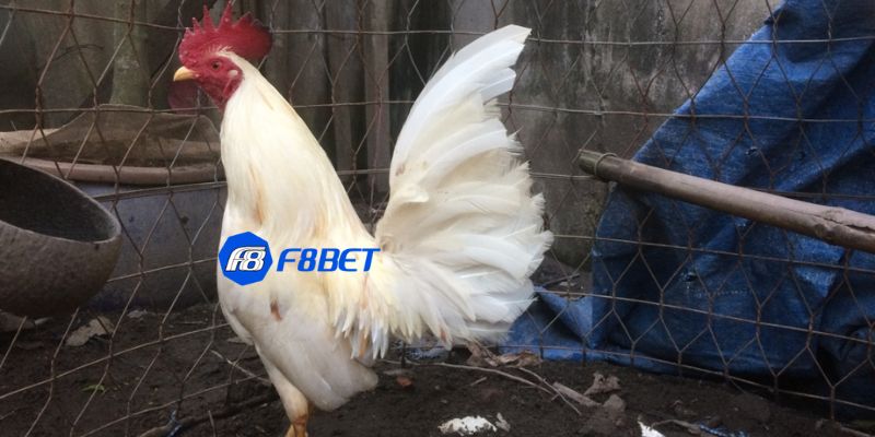 coi đá gà tre mỹ Giống gà tre Mỹ