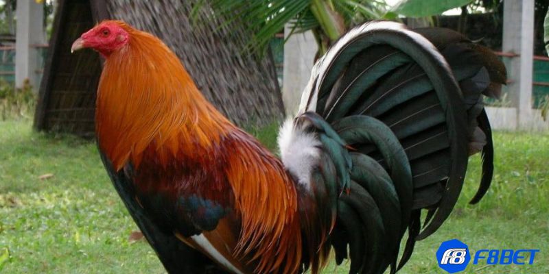 coi đá gà tre mỹ