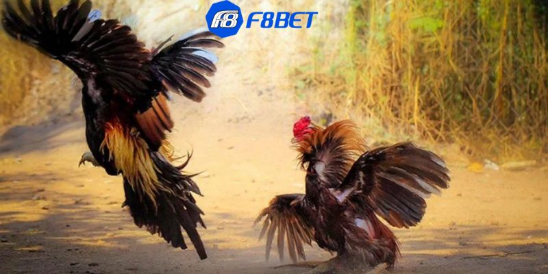 Luật chơi đá gà trực tuyến tại nhà cái 