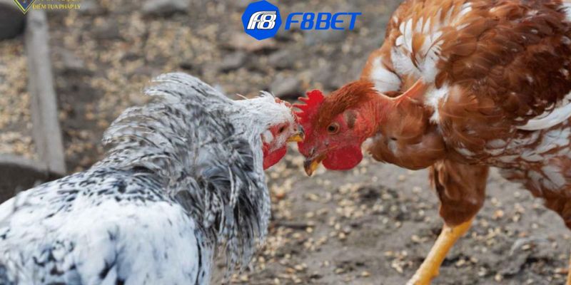 Các hình thức chơi đá gà online phổ biến cần biết