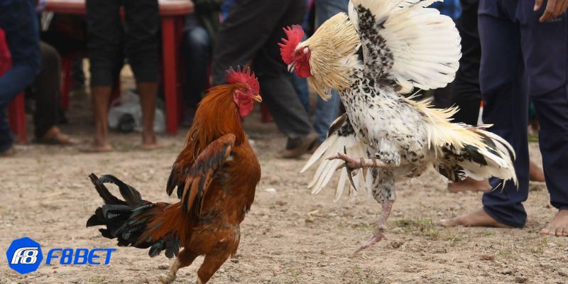 Bí kíp chọn gà đá để thắng lớn: Kinh nghiệm từ các cao thủ