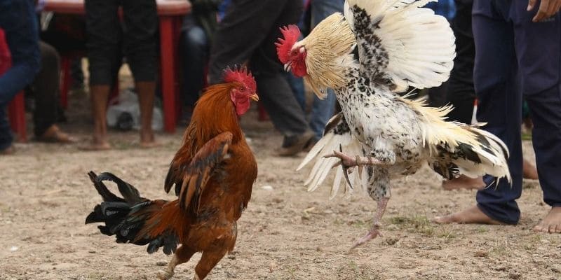 đá gà trực tiếp