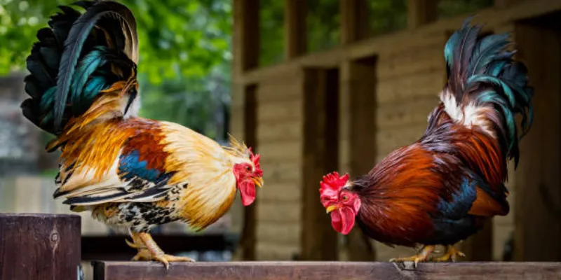 Các loại cựa dao trong đá gà online