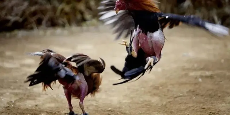 Lựa chọn đá gà chuẩn xác theo thể chất