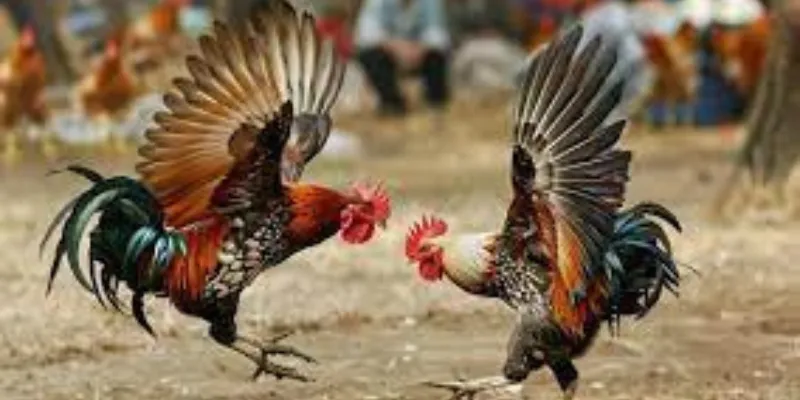 Cách tham gia đá gà online cựa dao hiệu quả