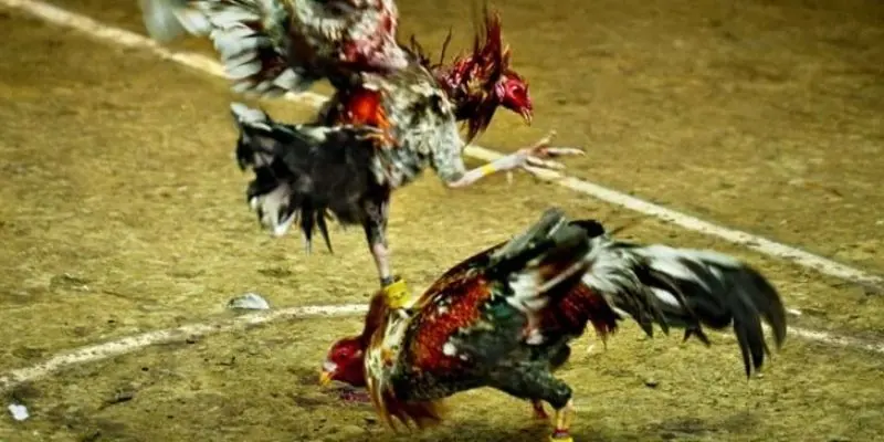 Cách đặt cược hiệu quả khi chơi đá gà online cho người mới