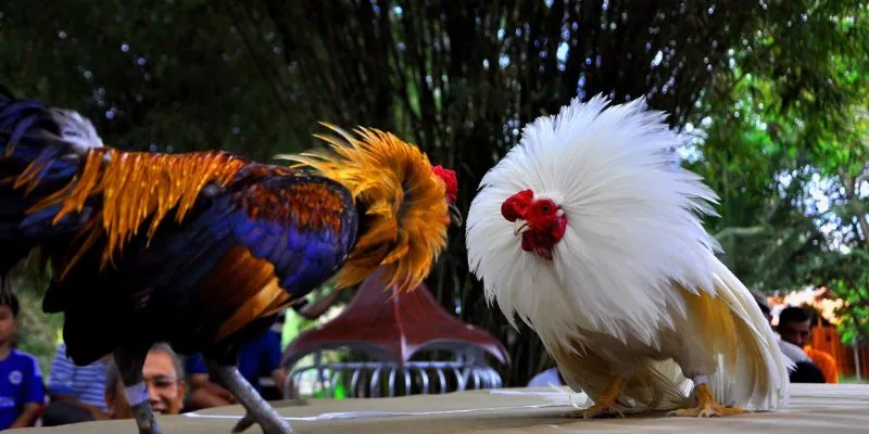 Đá gà online cựa dao: Giới thiệu và lợi ích