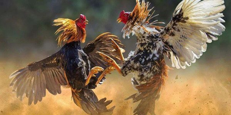 loi-ich-noi-bat-cua-viec-da-ga-tren-mang