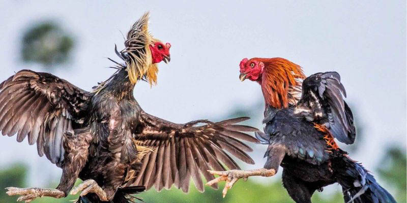 kinh-nghiem-hay-cua-chuyen-gia-choi-da-ga-tren-mang-hieu-qua