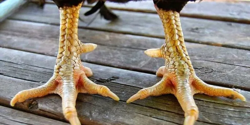 gioi-thieu-so-luoc-ve-vay-ga-tot-nen-choi